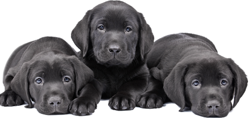 Puppies Black Dog Clipart Png HD Free Download