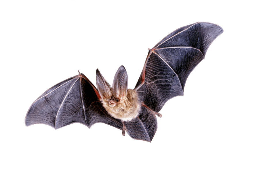 Real Bat Flying Png Hd Free Download