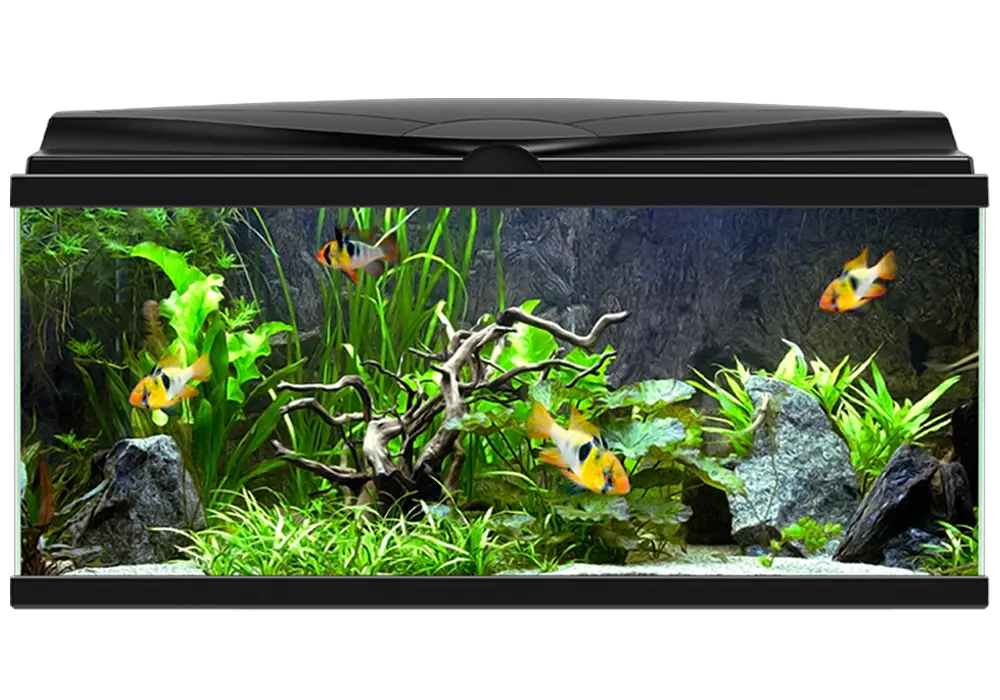 Real Fish Tank Aquarium Png HD Free Download