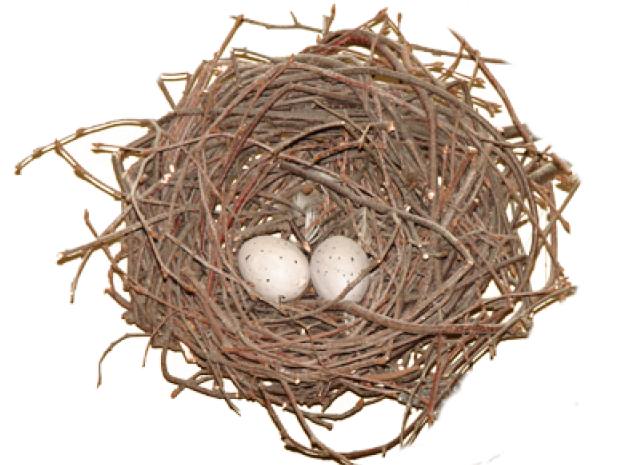 Nest Eggs Bird Png HD Free Download