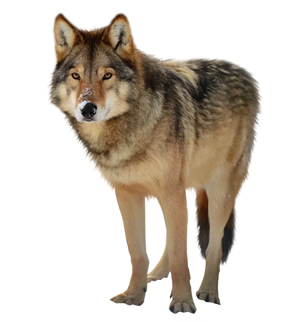 Wolf Clipart Png HD Free Download