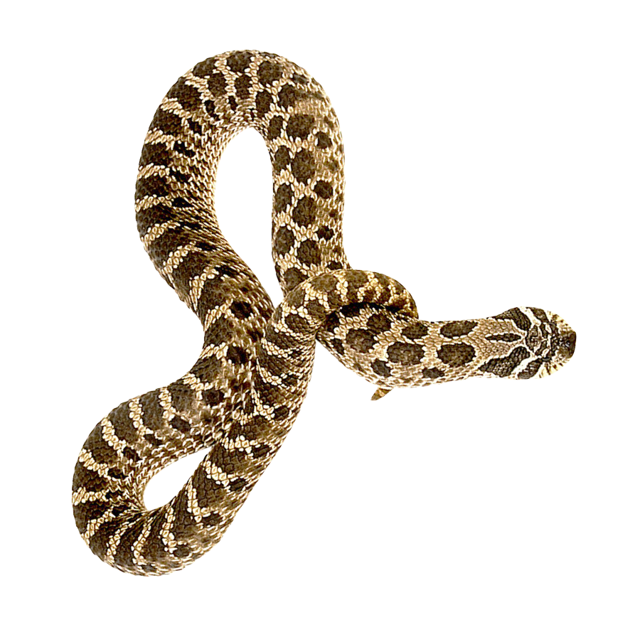 Coral False Snake Png HD Free Download