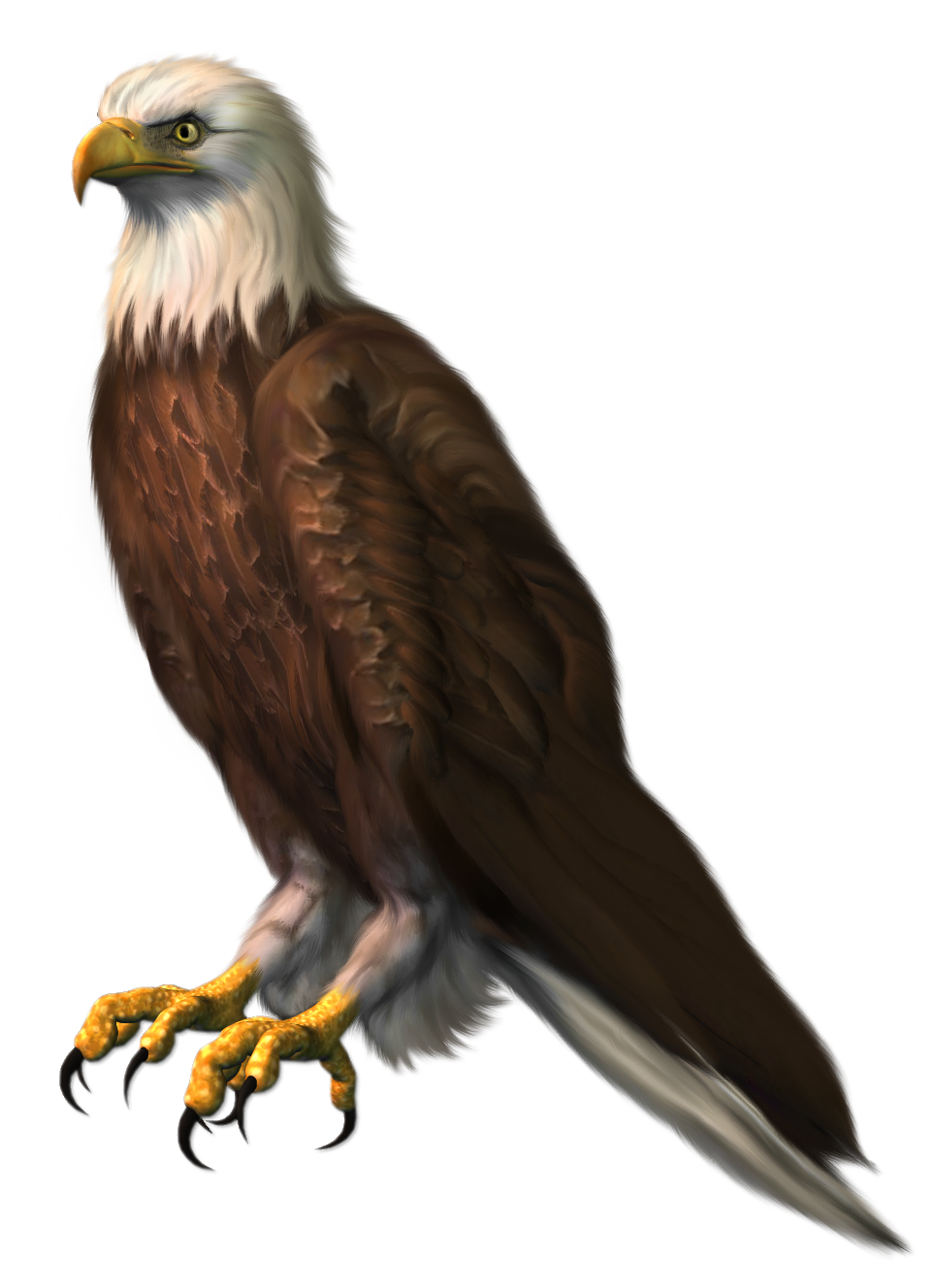 Eagle Sitting Png HD Free Download