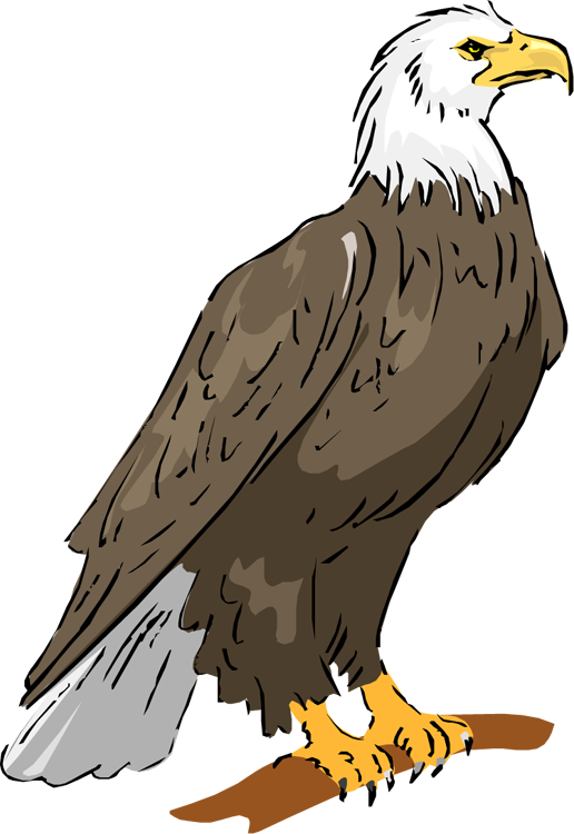 Eagle Sitting Png HD Free Download