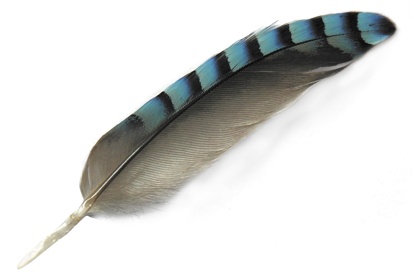 Watercolor Feather Png HD Free Download