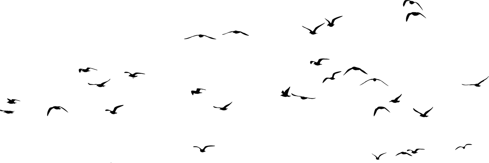 Of Flock Birds Png HD Free Download