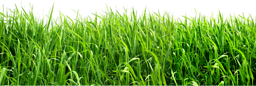 Field Green Png HD Free Download