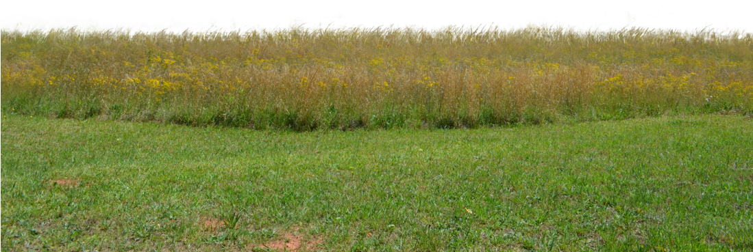 Field Grass Landscape Png HD Free Download