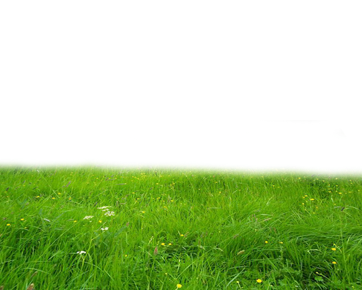 Summer Green Field Png HD Free Download