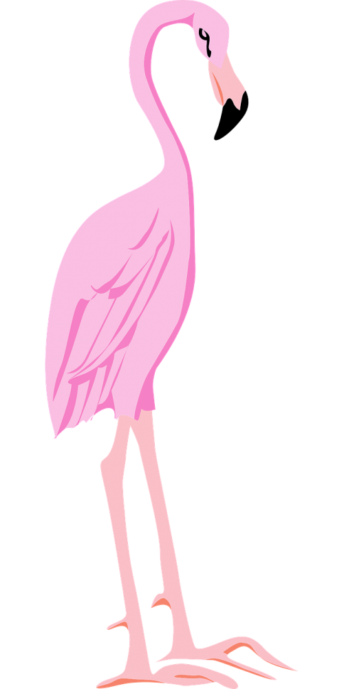 Pink Flamingo Bird Vector Png HD Free Download