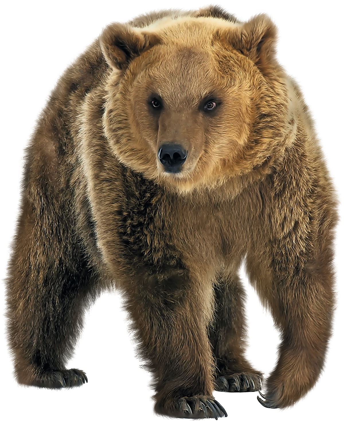 Real Brown Bear Png HD Free Download