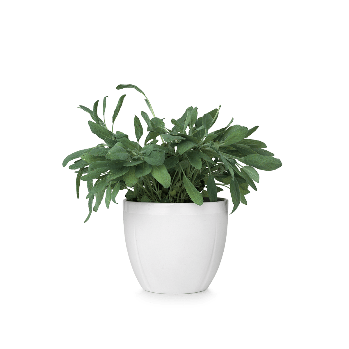 Small Pot Flower Png Hd Free Download