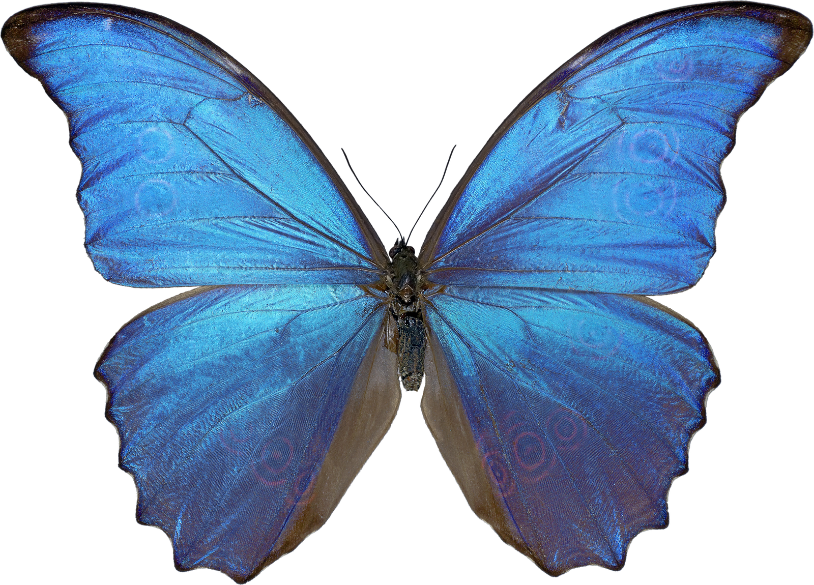 Blue Butterfly Clipart Png HD Free Download