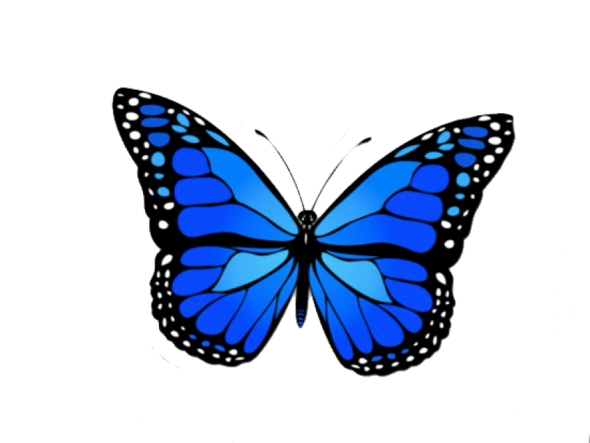 Blue Butterfly Transparent Png HD Free Download