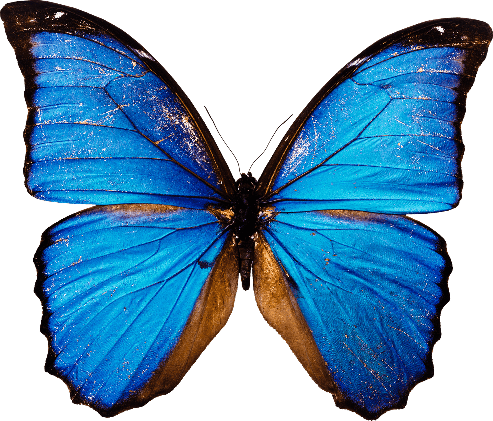 Blue Butterfly Png HD Free Download