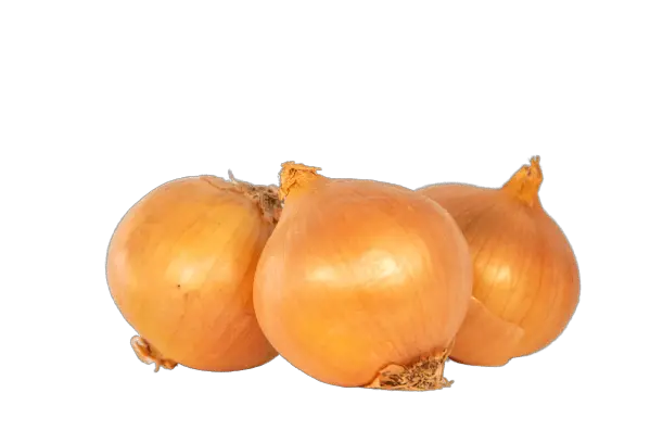 Brown Onion Png HD Free Download