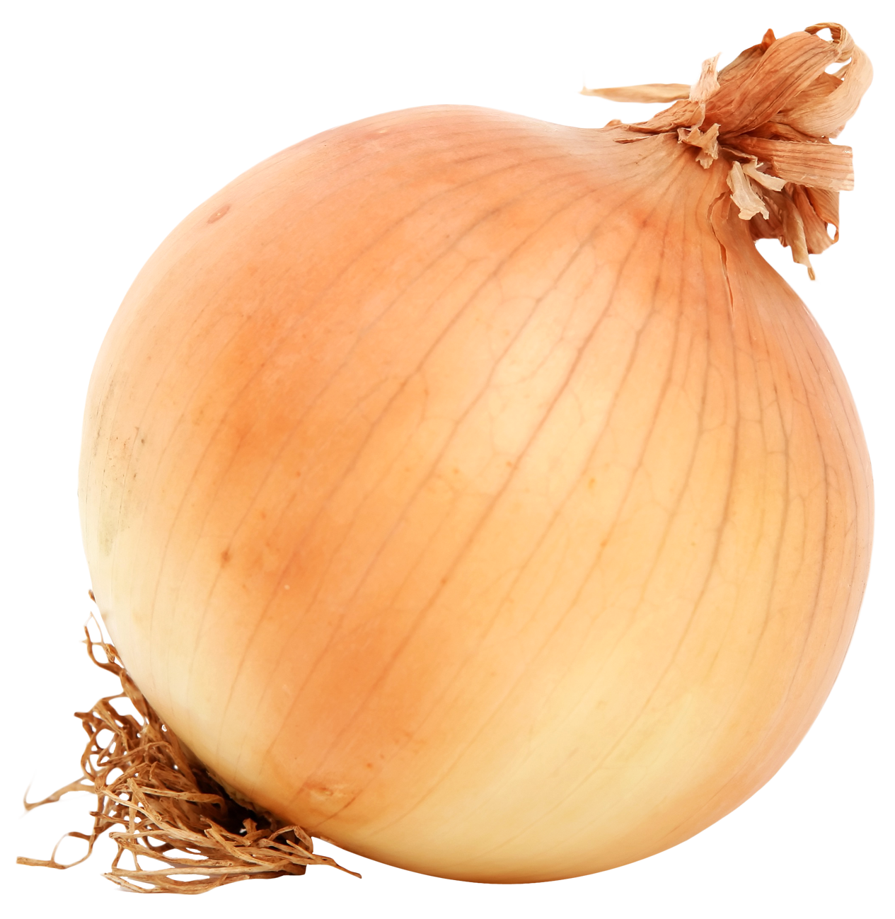 Brown Onion Png HD Free Download