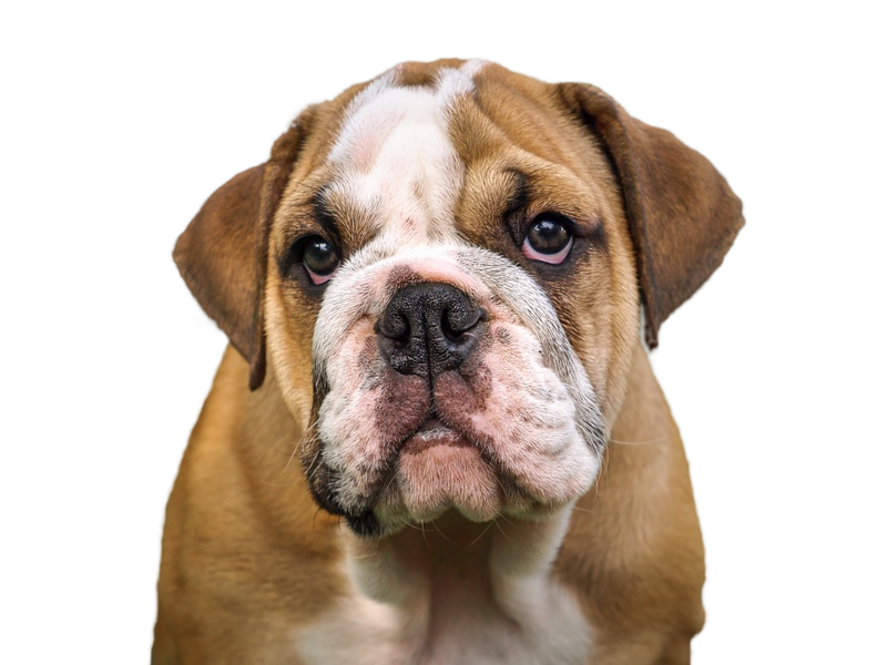 Bulldog Png HD Free Download