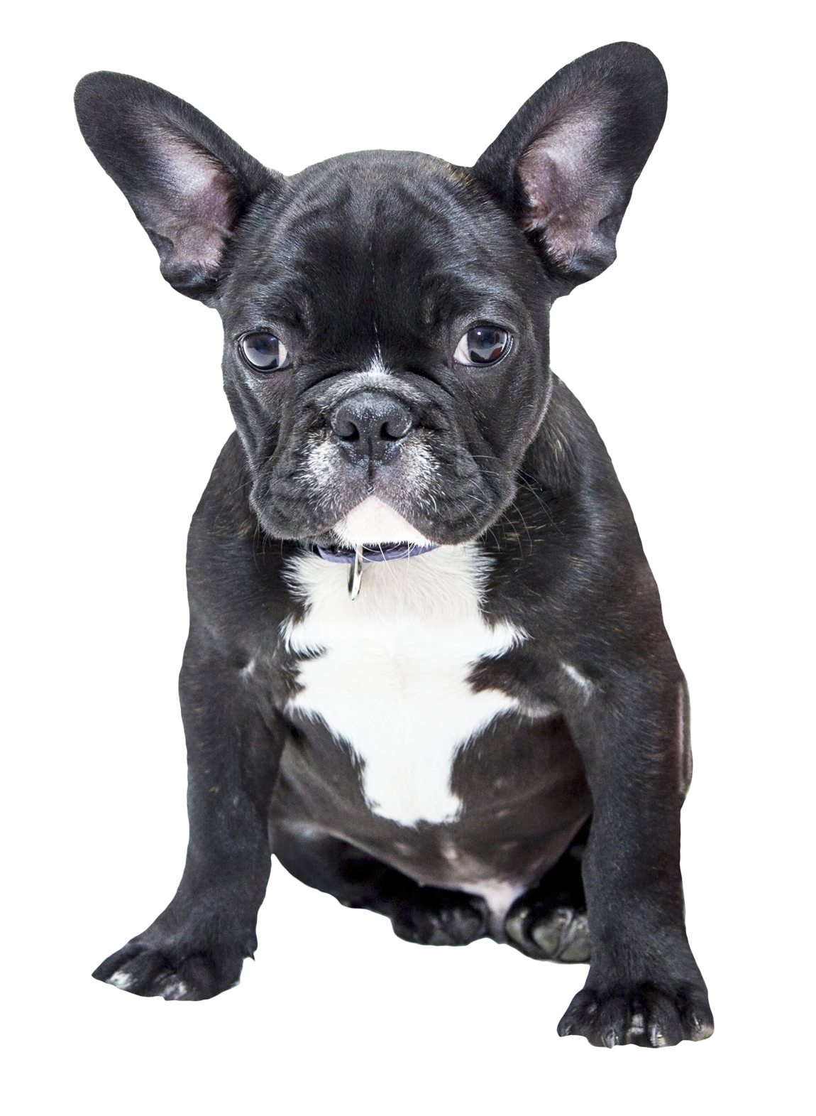 Bulldog Png HD Free Download