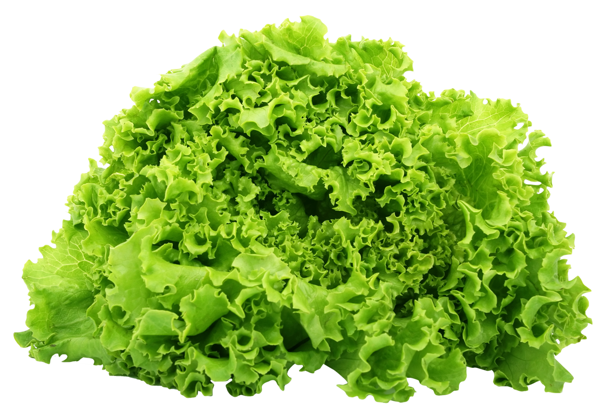 Lettuce Butterhead Png HD Free Download