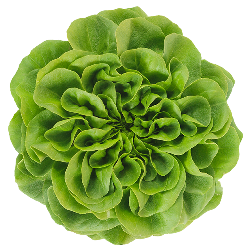 Lettuce Butterhead Png HD Free Download