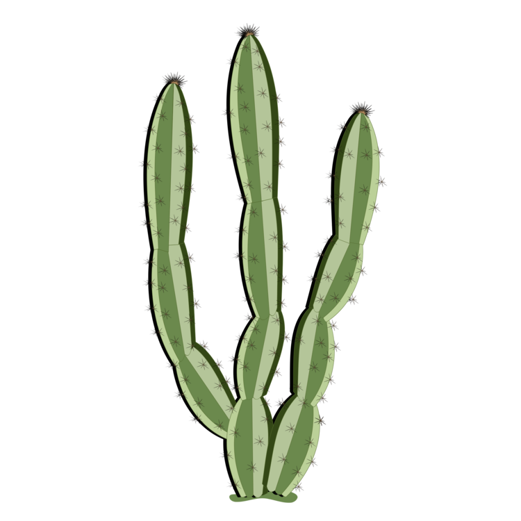 Vector Plant Cactus Png HD Free Download