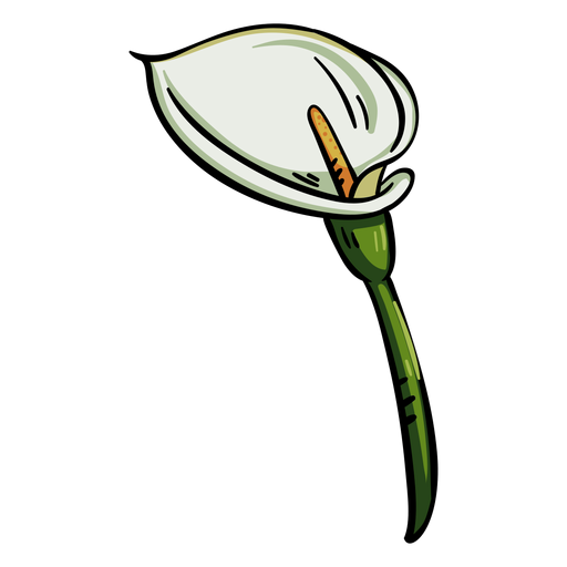 Lily Calla Png HD Free Download