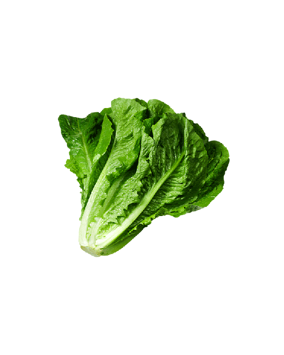 Lettuce Green Butterhead Png HD Free Download