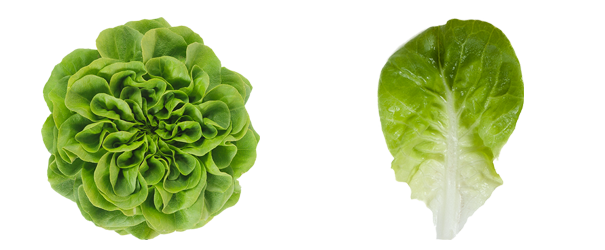Lettuce Green Butterhead Png HD Free Download
