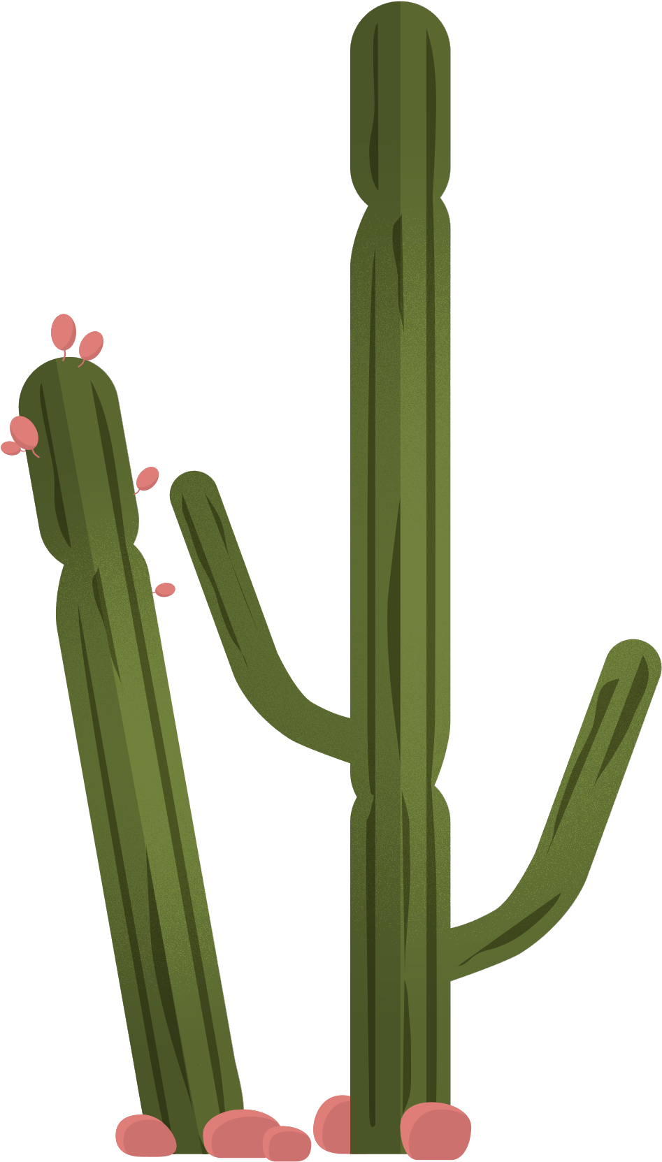 Vector Plant Cactus Green Png HD Free Download