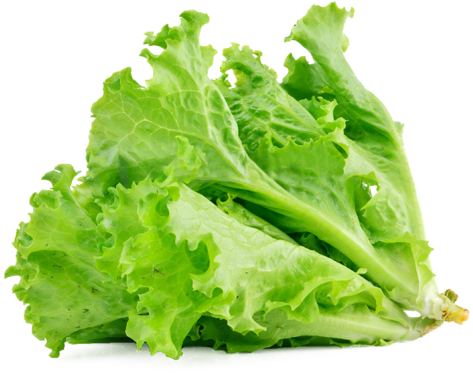 Lettuce Organic Butterhead Png HD Free Download