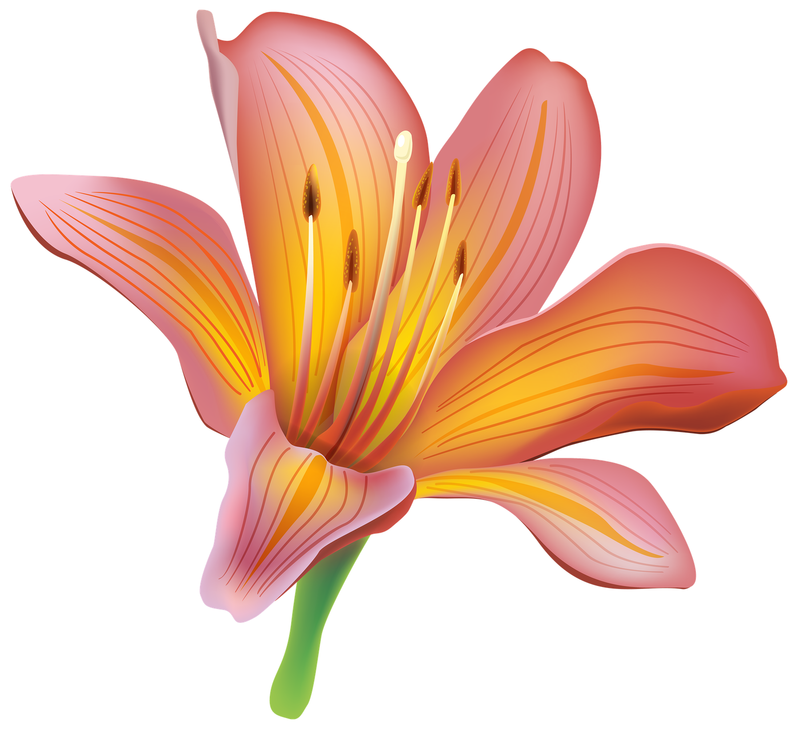 Lily Calla Red Png HD Free Download