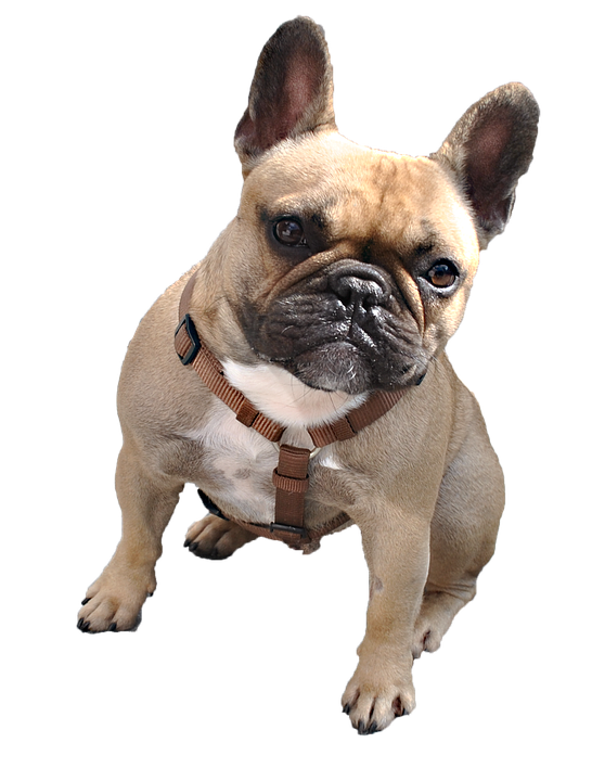 Bulldog Sitting File Png HD Free Download