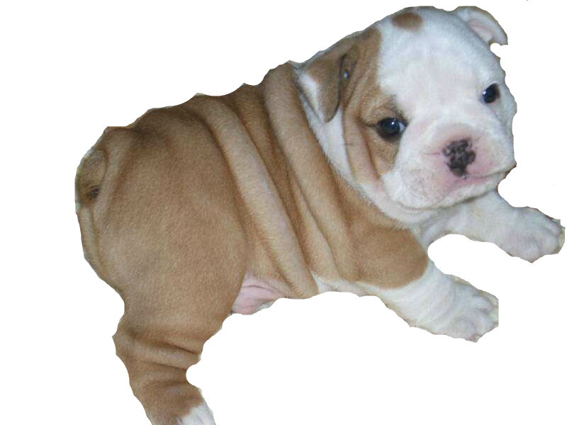 Bulldog Sitting Png HD Free Download