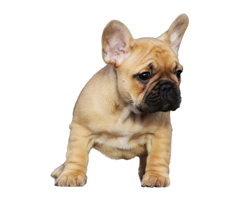 Bulldog Sitting Png HD Free Download