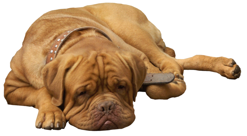 Bulldog Sitting Png HD Free Download