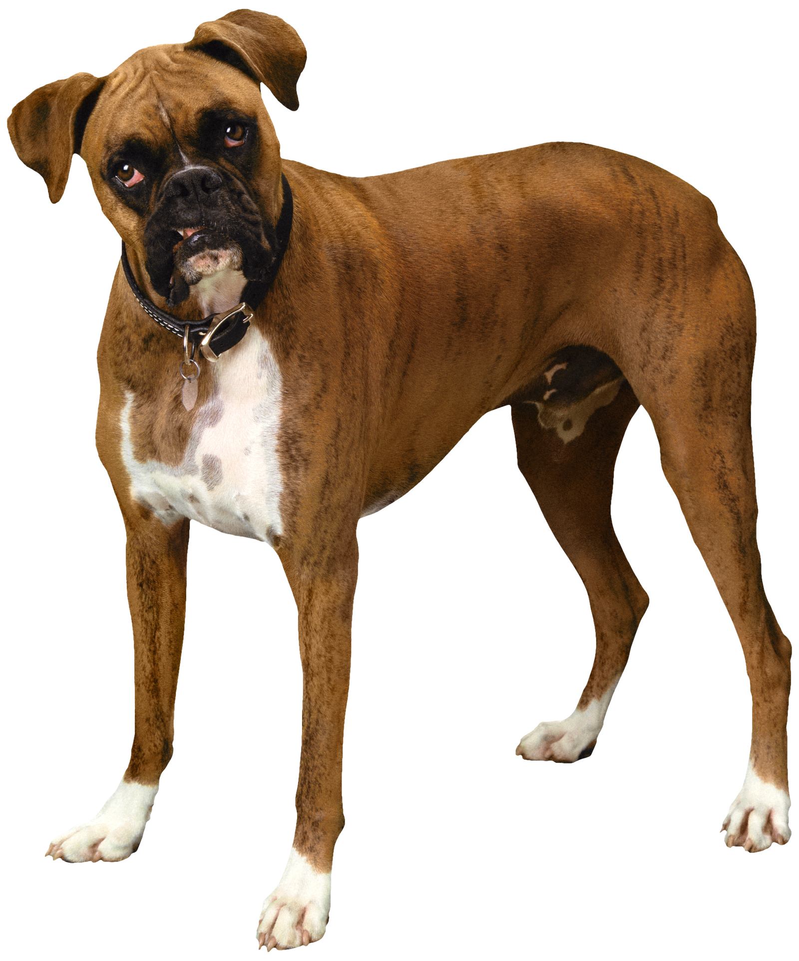 Standing Bulldog Png HD Free Download