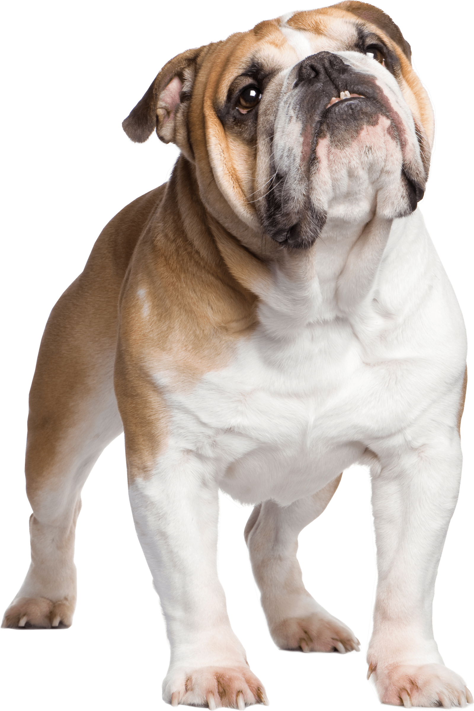 Standing Bulldog Png HD Free Download