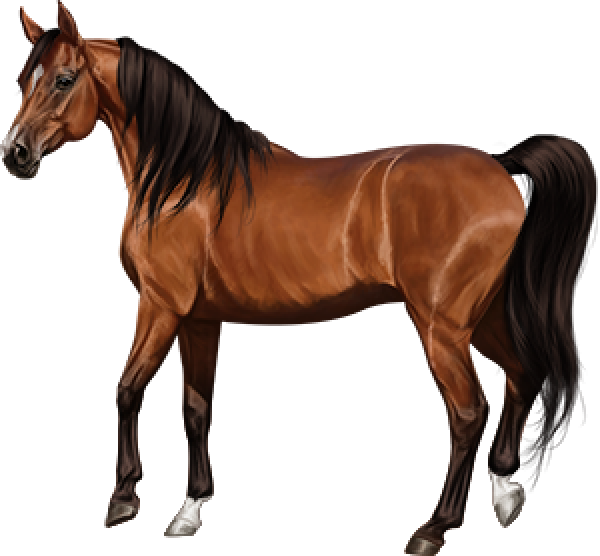 Brown Horse Arabian Png HD Free Download