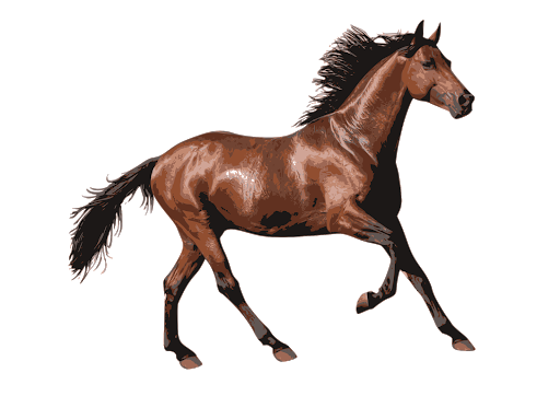 Brown Horse Arabian Png HD Free Download