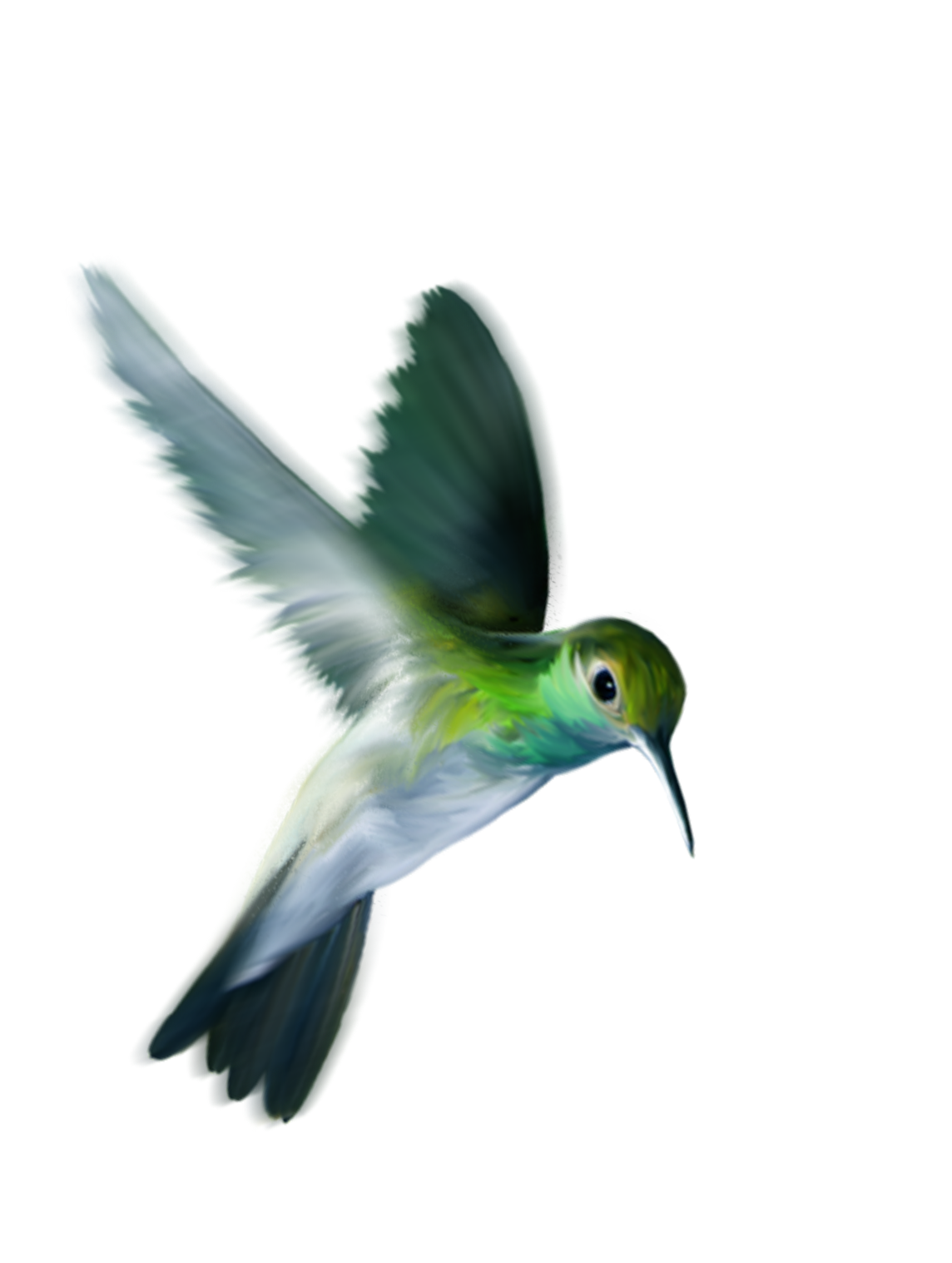 Photos Flying Colorful Hummingbird Png HD Free Download