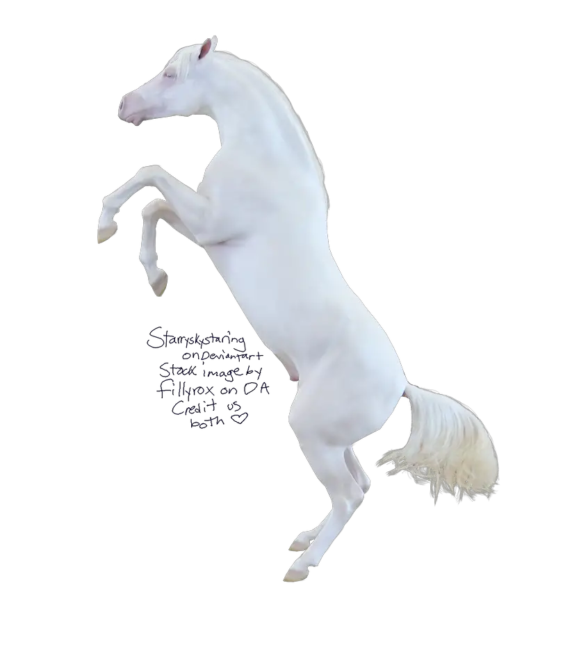 Farm Horse Arabian Png HD Free Download