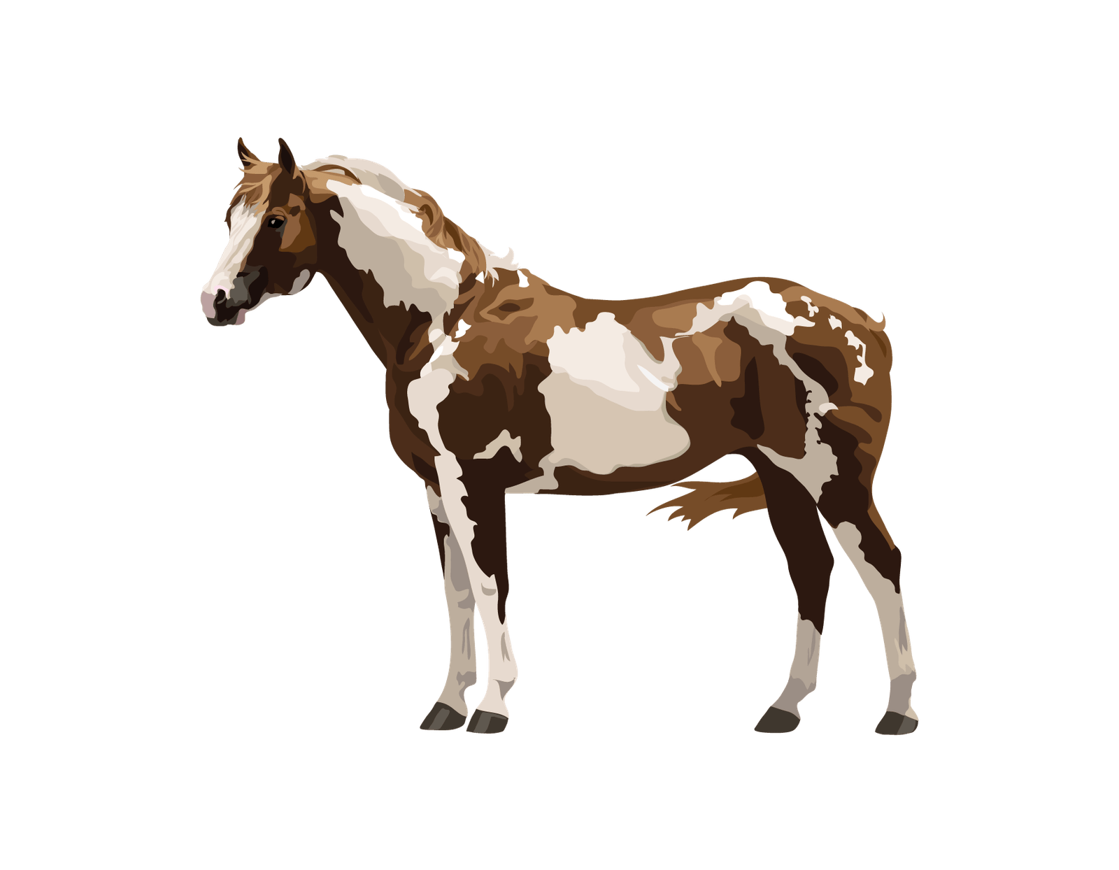 Farm Horse Arabian Png HD Free Download