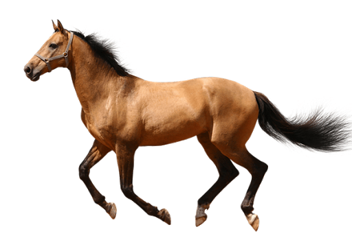 Farm Horse Arabian File Png HD Free Download