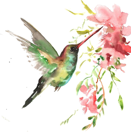 Watercolor Flower Hummingbird Png HD Free Download