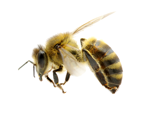 Honey Flying Bee Png HD Free Download