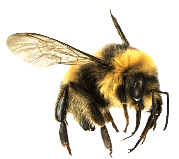 Honey Flying Bee Png HD Free Download