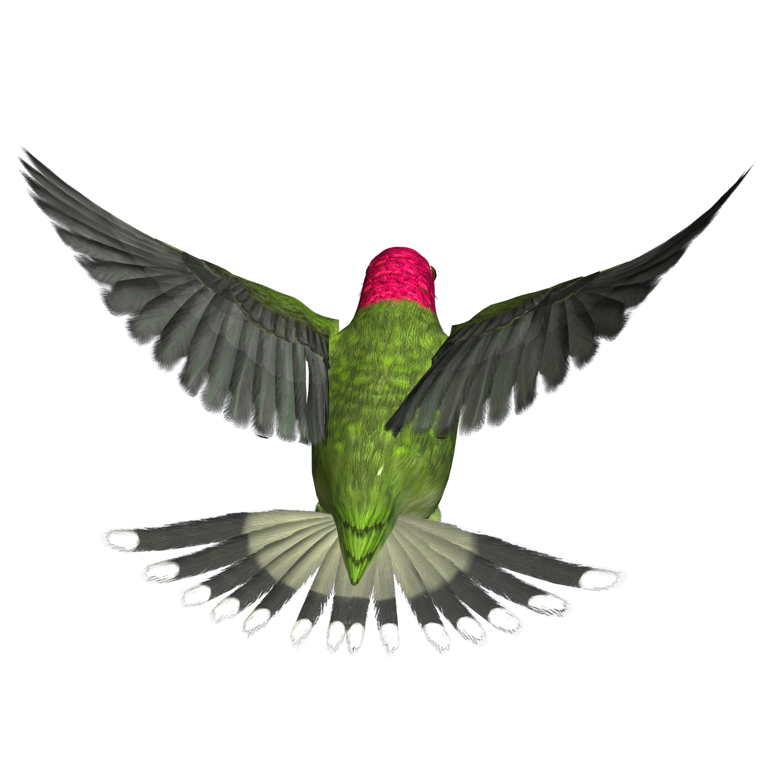 Photos Flying Hummingbird Png HD Free Download