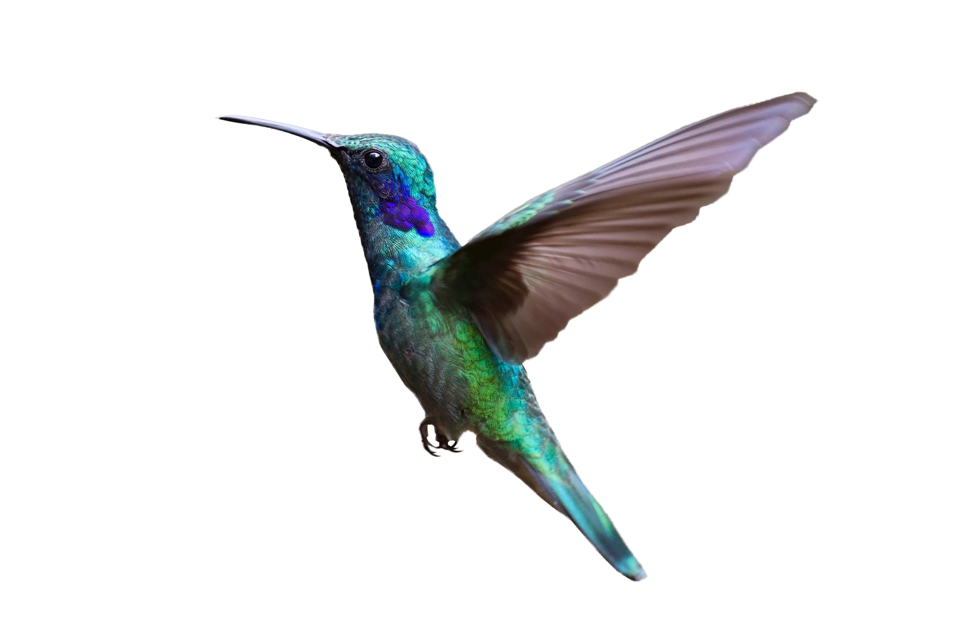 Flying Hummingbird Png Hd Free Download