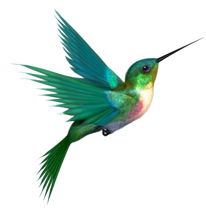 Watercolor Flying Hummingbird Png HD Free Download